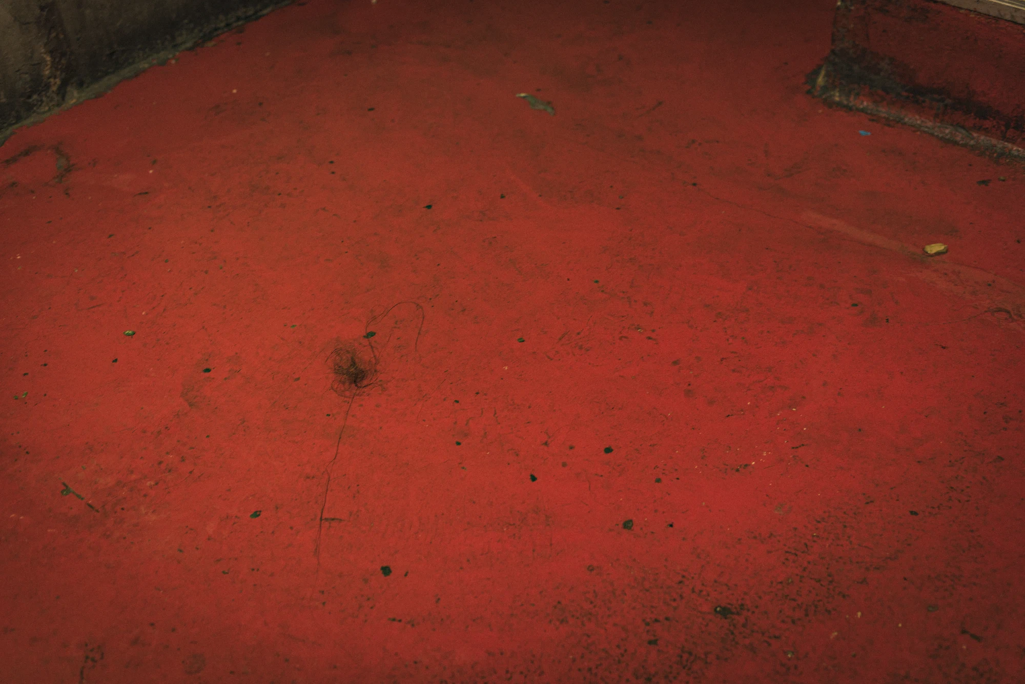 Touffe de perruque, perdue dans l’océan rouge.