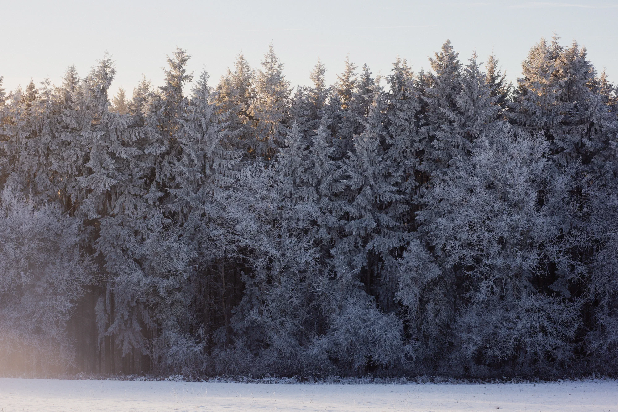 La forêt enneigée, sur le versant Sud de la Bosse. Ce versant fait aussi l'objet de dépôts diffus de résidus miniers, d'après le rapport Géodéris. Isolés dans la nature, ils ne sont pas considérés comme une source de pollution importante. Certains habitants craignent néanmoins qu'ils soient remobilisés par la future exploitation.
