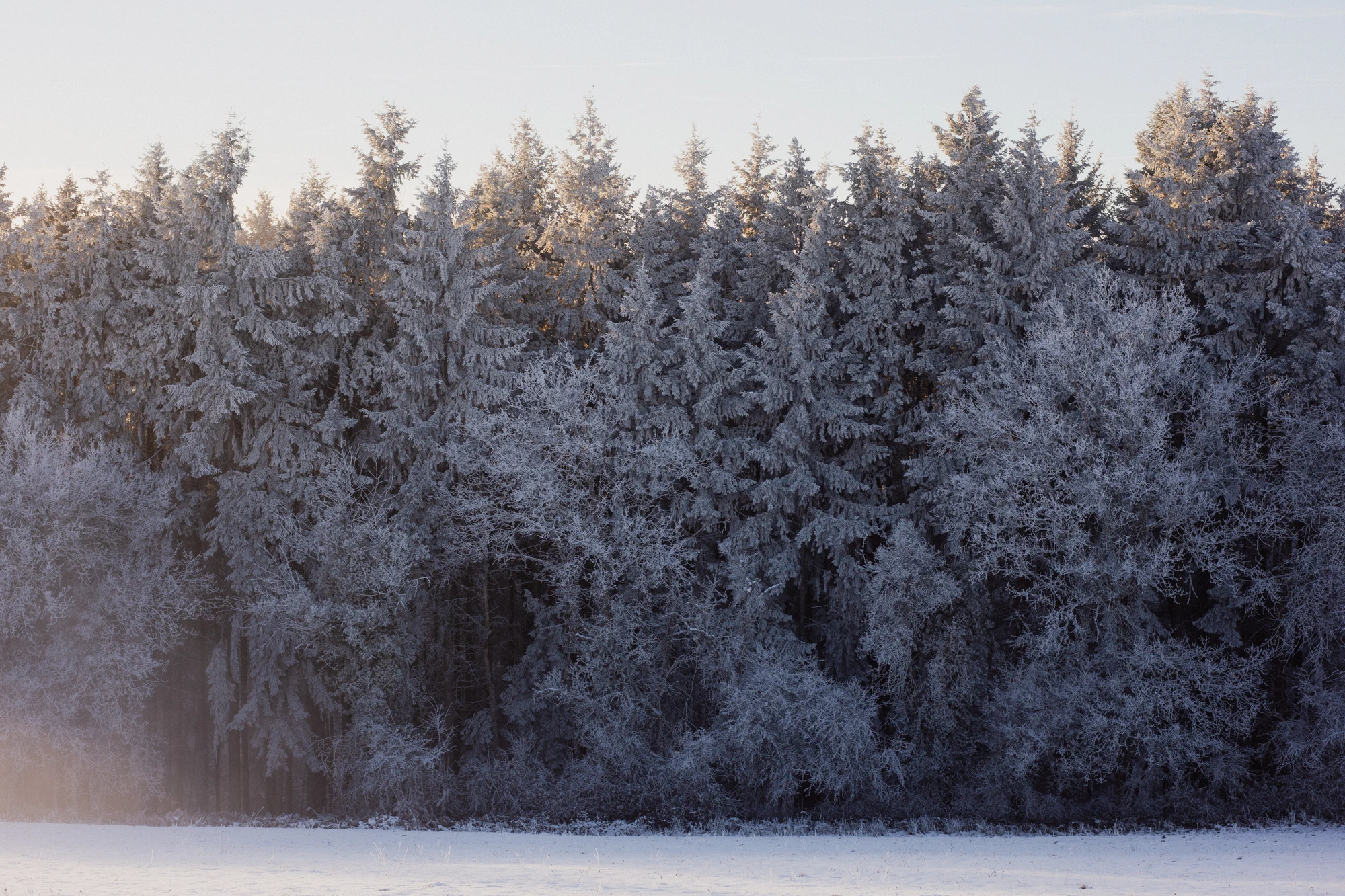 La forêt enneigée, sur le versant Sud de la Bosse. Ce versant fait aussi l'objet de dépôts diffus de résidus miniers, d'après le rapport Géodéris. Isolés dans la nature, ils ne sont pas considérés comme une source de pollution importante. Certains habitants craignent néanmoins qu'ils soient remobilisés par la future exploitation.